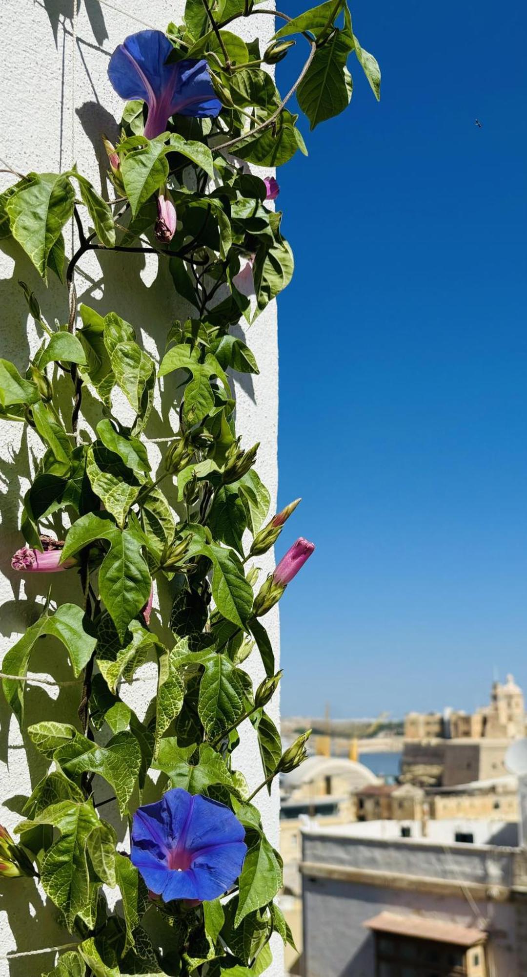 Bed and Breakfast Casa Maria Tereza Cospicua Exteriér fotografie